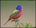 _5SB3418 painted bunting